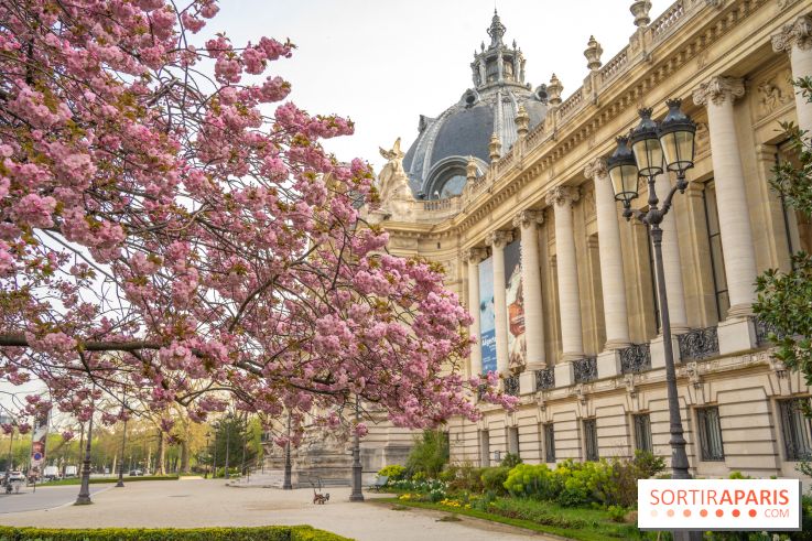 Cerisiers en fleurs à paris et aux alentours - Petit Palais
