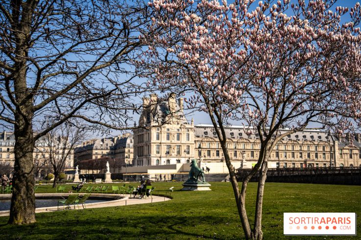 Cerisiers en fleurs à paris et aux alentours - Jardins des Tuileries - magnolias