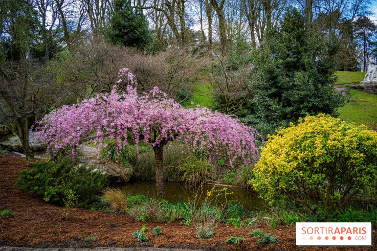Cerisiers en fleurs à paris et aux alentours - Parc Montsouris