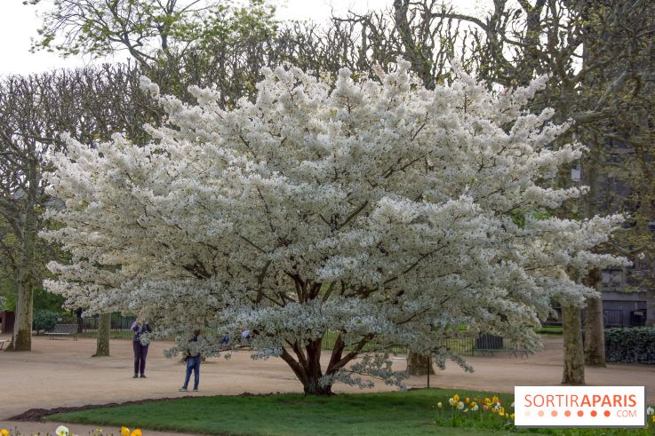 Cerisiers en fleurs à paris et aux alentours - Jardin des Plantes