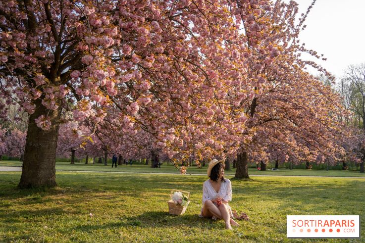 Le Parc de Sceaux et ses cerisiers en fleurs