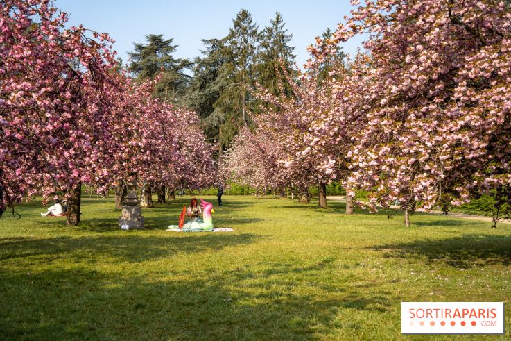Le Parc de Sceaux et ses cerisiers en fleurs