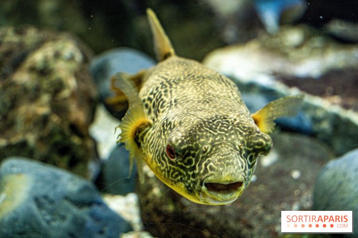 L'Aquarium Tropical de la Porte Dorée