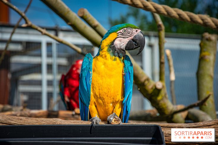 Parrot World, le parc animalier immersif d'Île-de-France