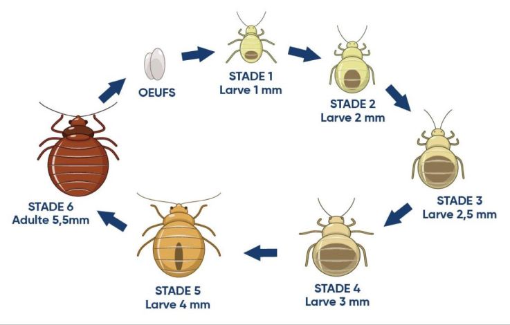 Punaise de lit : tout savoir sur ce nuisible, les actualités à Paris et comment s'en débarrasser
