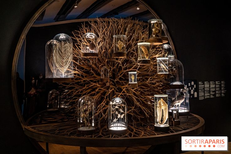 Exposition Aux frontières de l'humain au Musée de l'Homme