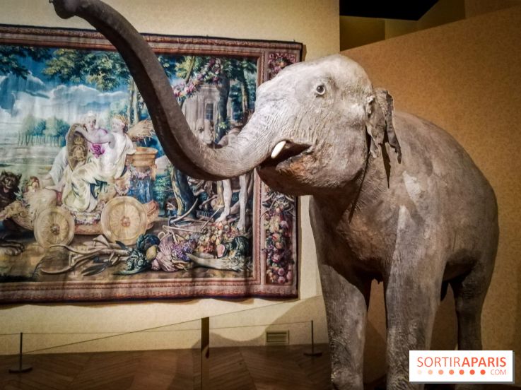 Les animaux du Roi, une exposition qui a du chien au Château de Versailles - nos photos