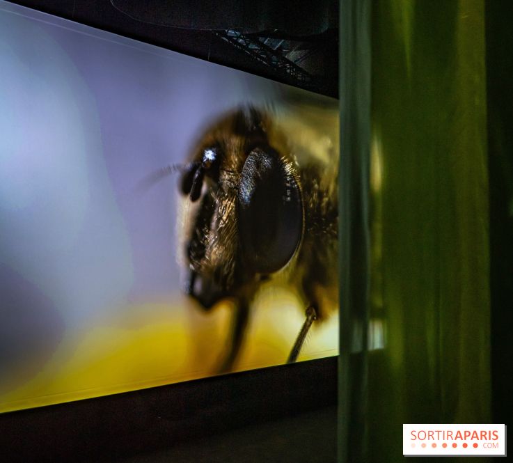 Photos : Odyssée sensorielle, l’expo immersive au Museum 
