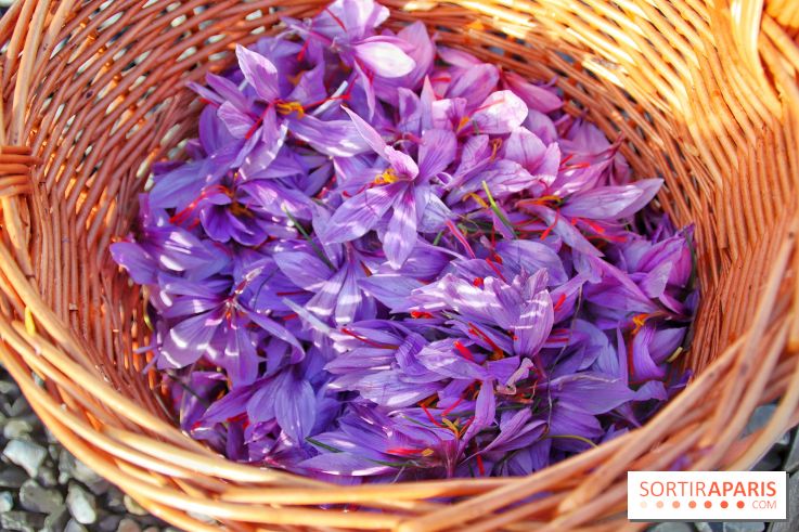 Des ateliers hors du temps pour cultiver le safran sur les toits de Paris