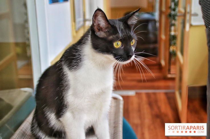 Le Moustache Pension, un hôtel pour chats douillet qui accueille vos compagnons à Paris
