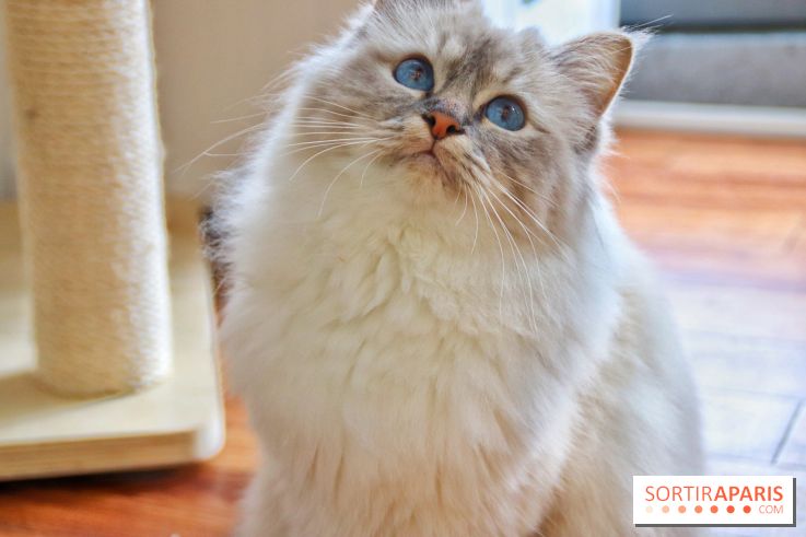 Le Moustache Pension, un hôtel pour chats douillet qui accueille vos compagnons à Paris