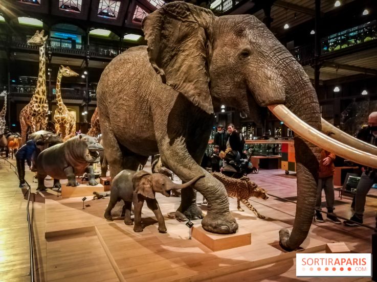 Visuels musée et monument intérieur muséum histoire naturelle
