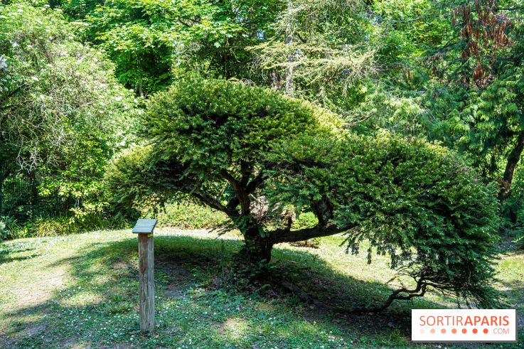 Le jardin japonais du Parc de Boulogne Edmond de Rothschild