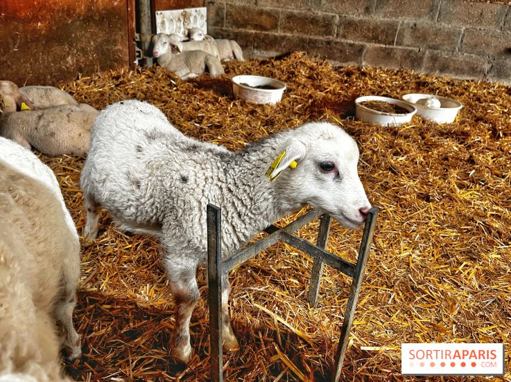 Le Château de Rambouillet et sa Bergerie nationale, un domaine d'exception en Ile-de-France