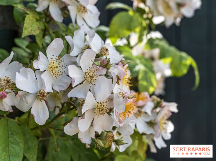 Photos : La Roseraie du val-de-Marne