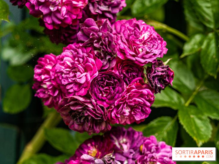 Photos : La Roseraie du val-de-Marne