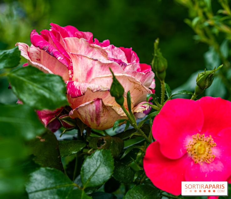 La Roseraie du Parc Lebaudy sur l'Ile de Puteaux