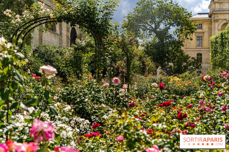 Photos La roseraie du Jardin des Plantes 