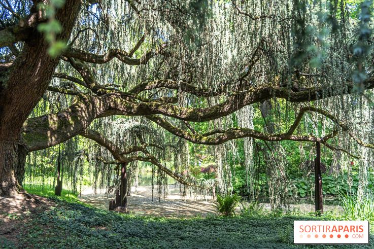 Arboretum de la Vallée-aux-Loups, une balade au milieu des arbres remarquables - A7C07793