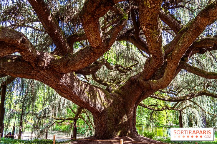 Arboretum de la Vallée-aux-Loups, une balade au milieu des arbres remarquables - A7C07788