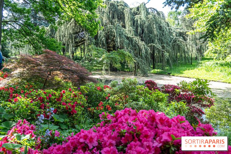 Arboretum de la Vallée-aux-Loups, une balade au milieu des arbres remarquables