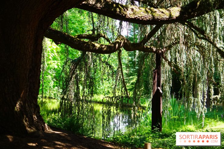 Arboretum de la Vallée-aux-Loups, une balade au milieu des arbres remarquables