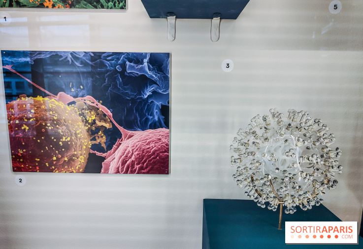 Micro mondes, une exposition à découvrir à la loupe au musée du Quai Branly, nos photos