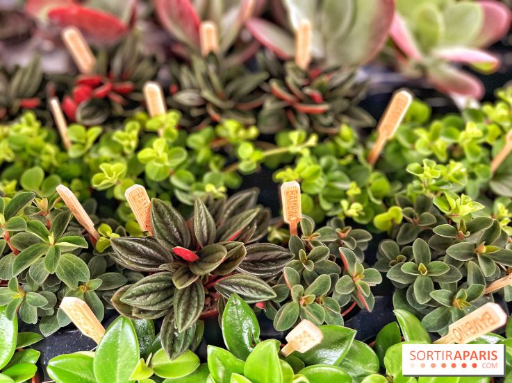 Plantes pour Tous, les prochaines ventes de plantes à partir de 2€ à Paris