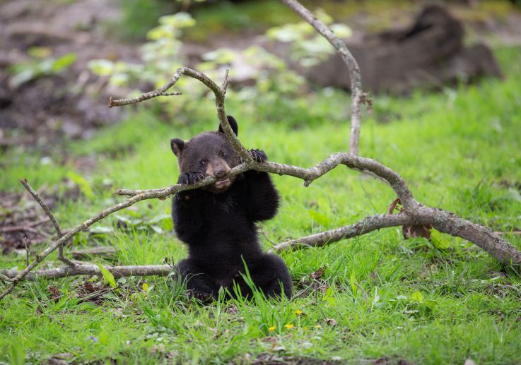 Carnet rose : un ourson est né au zoo de Thoiry (78)