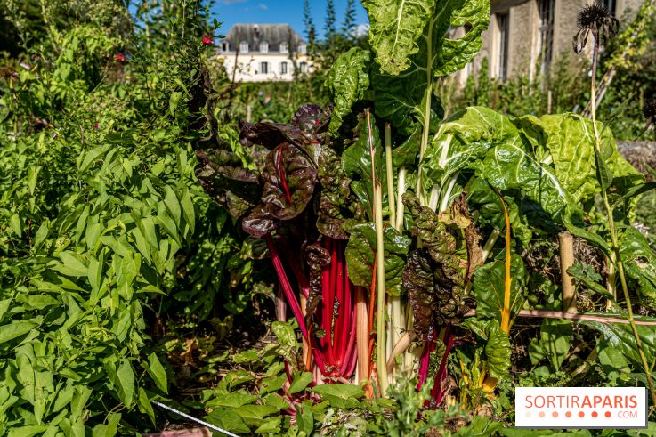 The vegetable garden of the King of Versailles, Heritage Days 