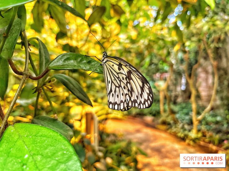 Serre Papillons - La Queue-lez-Yvelines