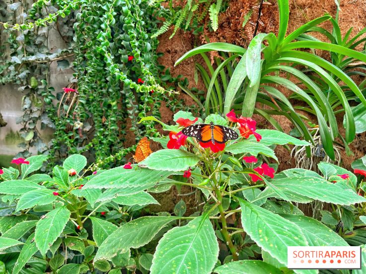 Serre Papillons - La Queue-lez-Yvelines