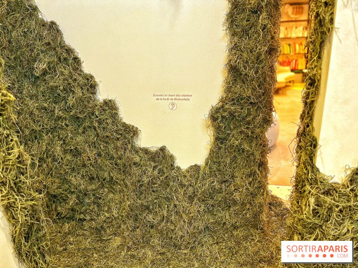 Le Chant des Forêts, l'exposition sensible et gratuite du Maif Social Club