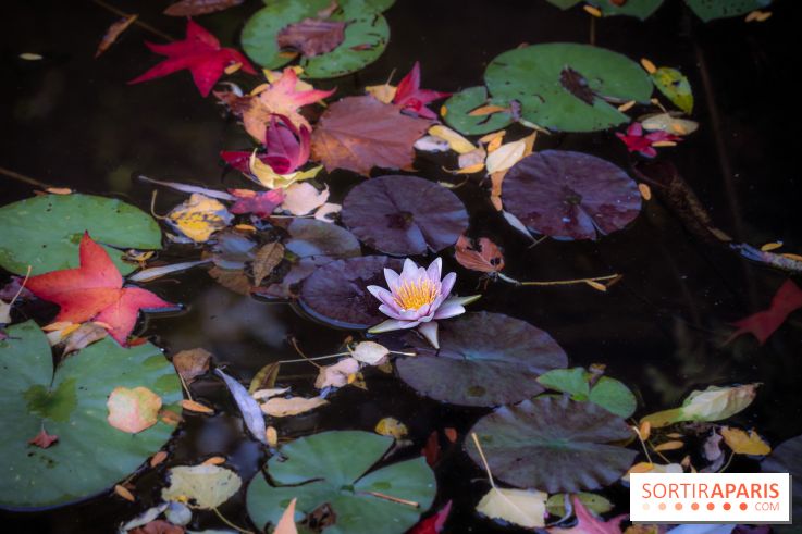 Les Jardins de la Maison Claude Monet à l'automne