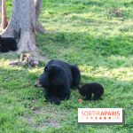 Les tanières du zoo de Thoiry 2023 - Ours