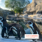 Nocturnes au Parc Zoologique de Paris - IMG 3481