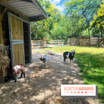 La ferme de la Villette et ses animaux