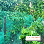 Vignes vendanges - visuels - image00016