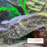 La Maison de la Pêche et de la Nature - image00019