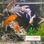 La Maison de la Pêche et de la Nature - image00003