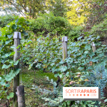 Vignes de Belleville - image00007