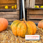 Automne au Potager du Roi - Citrouilles - Halloween