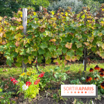 Vignes Montmartre