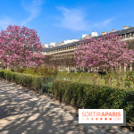 Les magnolias du Jardin du Palais Royal  - printemps - visuel Paris