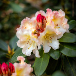 Château de Fontainebleau - jardin du parc du Château de Fontainebleau - A7C04472