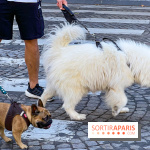 La Marche des animaux à Paris : défilé gratuit, ouvert aux chiens, chats ... sur les Champs-Élysées