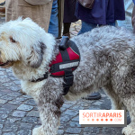 La Marche des animaux à Paris : défilé gratuit, ouvert aux chiens, chats ... sur les Champs-Élysées - IMG 5516
