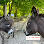 Avon'Ânes, les balades avec des ânes, à Avon - nos photos - IMG 7769