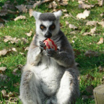 chasse aux oeufs, thoiry