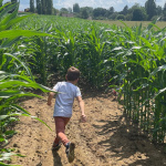 Pop Corn Labyrinthe des Yvelines, un labyrinthe géant dans un champs de maïs à Jouars Pontchartrain